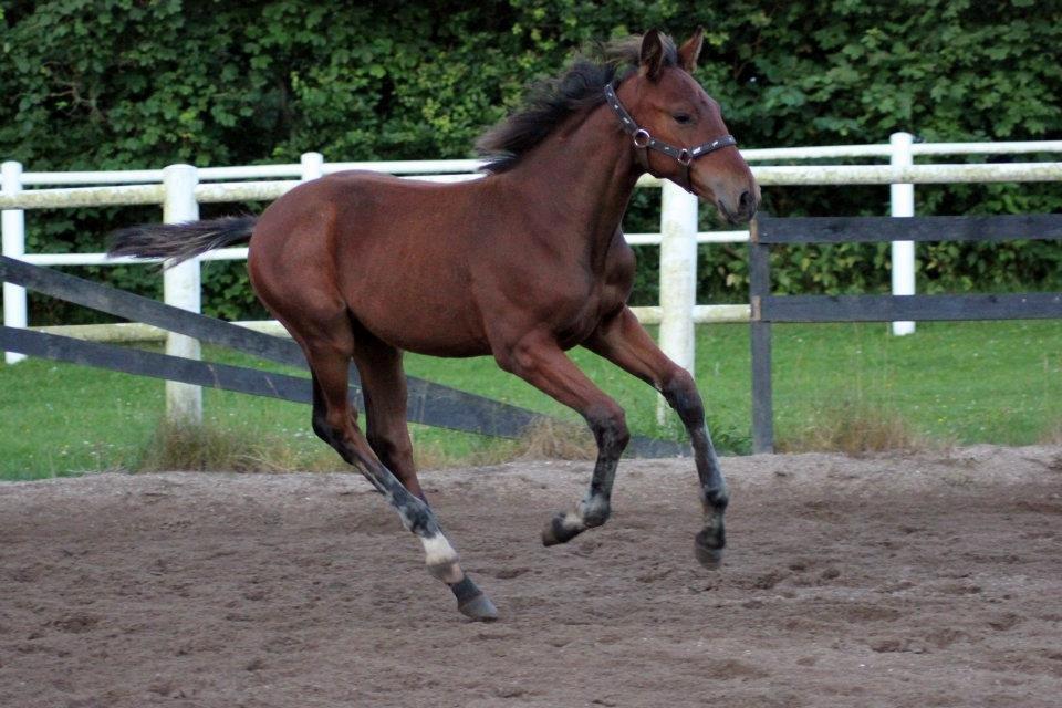 Anden særlig race Willemoes billede 2