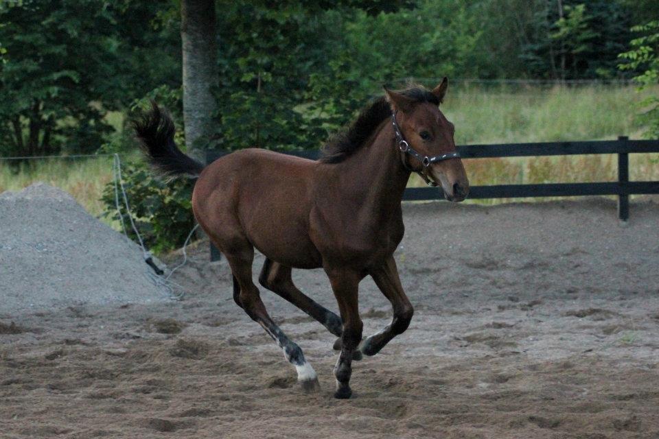 Anden særlig race Willemoes billede 12