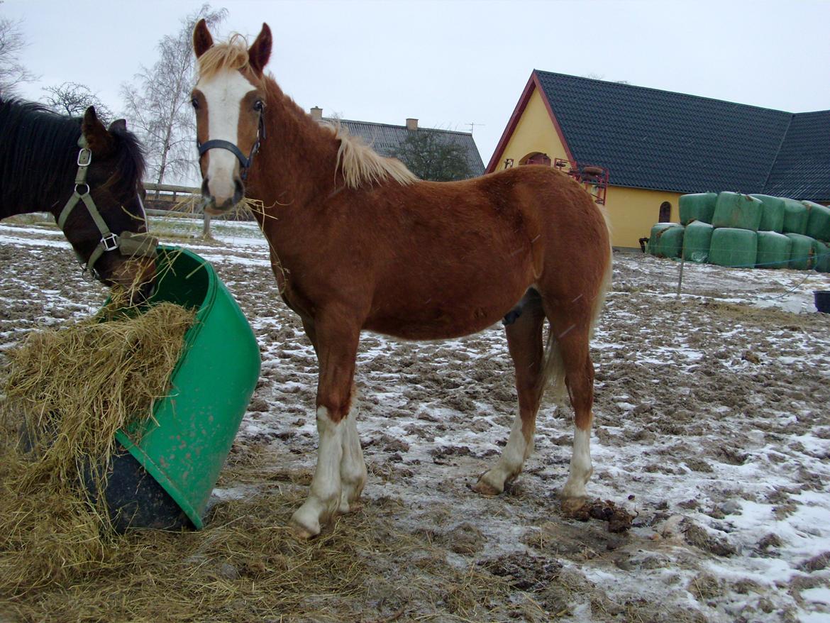 Welsh Cob (sec D) Bymosegaards Gigant billede 7