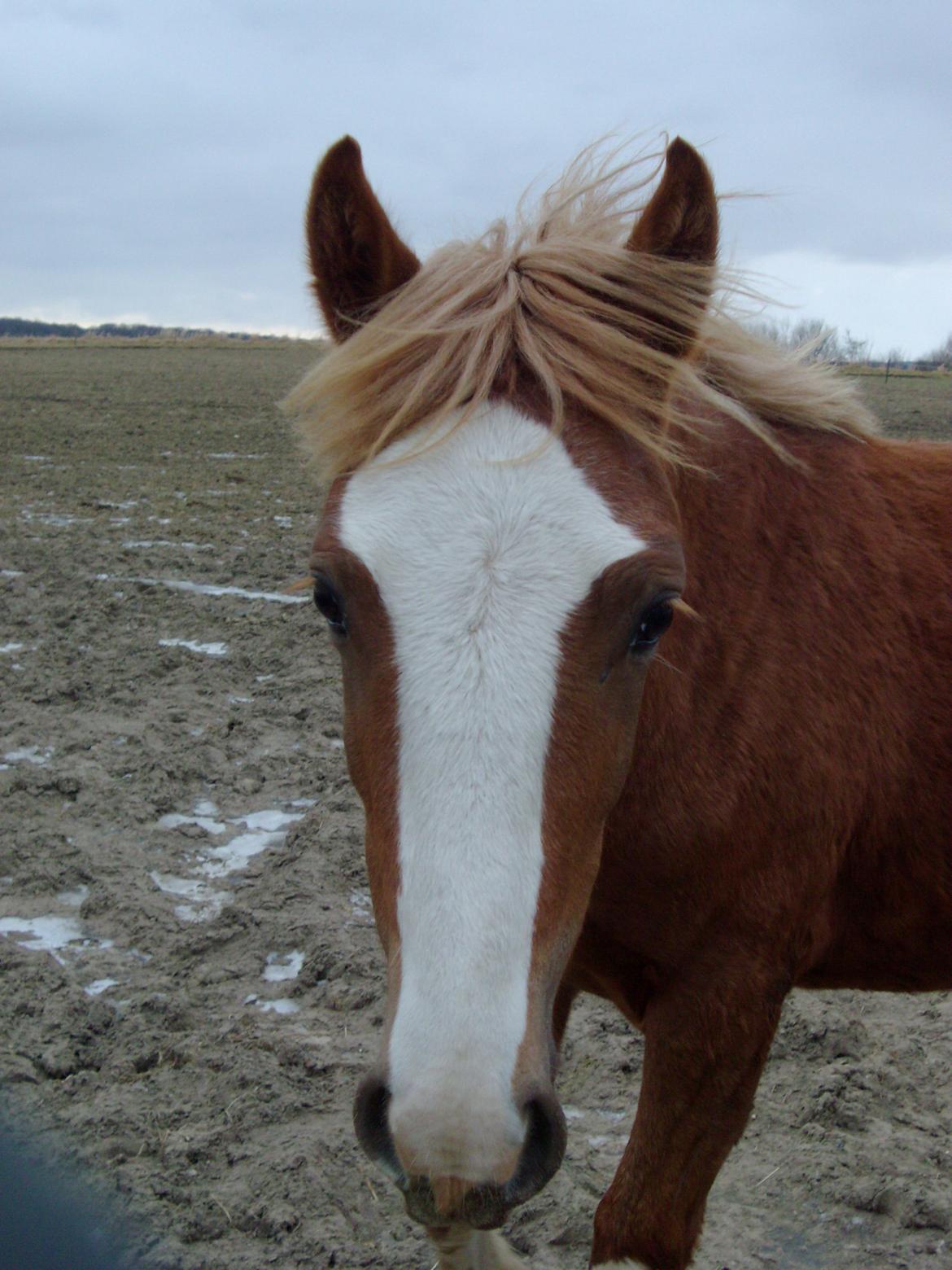 Welsh Cob (sec D) Bymosegaards Gigant billede 8