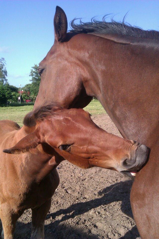 Anden særlig race Willemoes billede 8