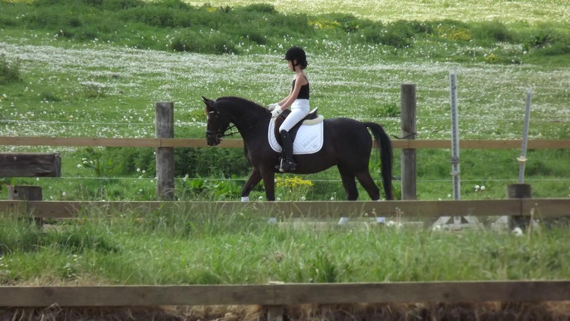 Welsh Pony af Cob-type (sec C) klarisa søblink - ,,Flowers'' gammelt billde! <3 molger rideklub. (2011) billede 16