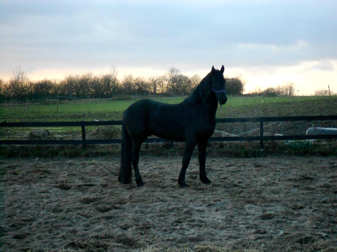 Frieser Jack Whiskey (Bassen <3) - 05.02.13 ;) Jack på fold/ridebane :) <3 billede 5