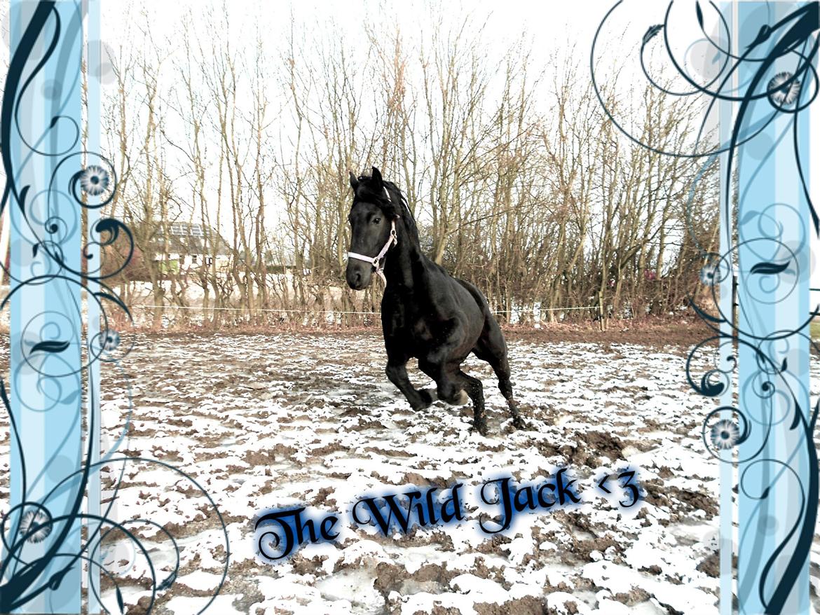 Frieser Jack Whiskey (Bassen <3) billede 6