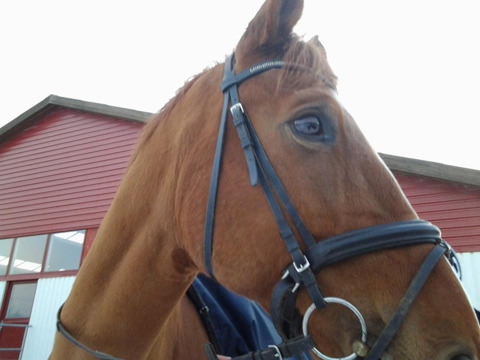 Dansk Varmblod Ullerups Indy †R.I.P † - indy ved ride huset efter en hyggelig ridetime <3  billede 16