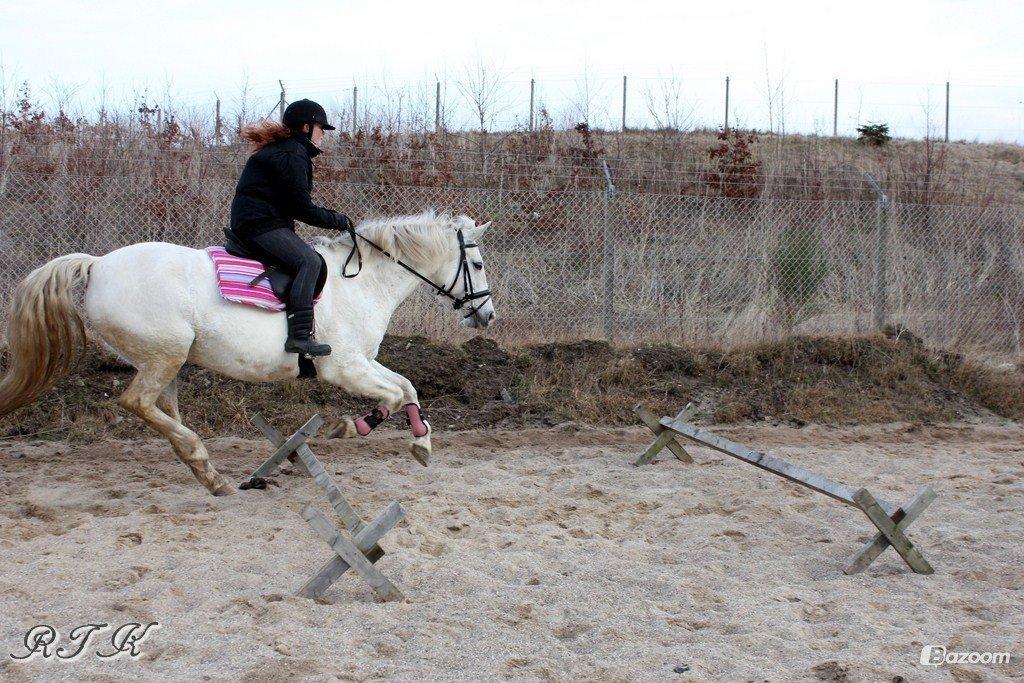 Pinto Marcia<3(Divaen<3) - Flyver !<3 billede 3