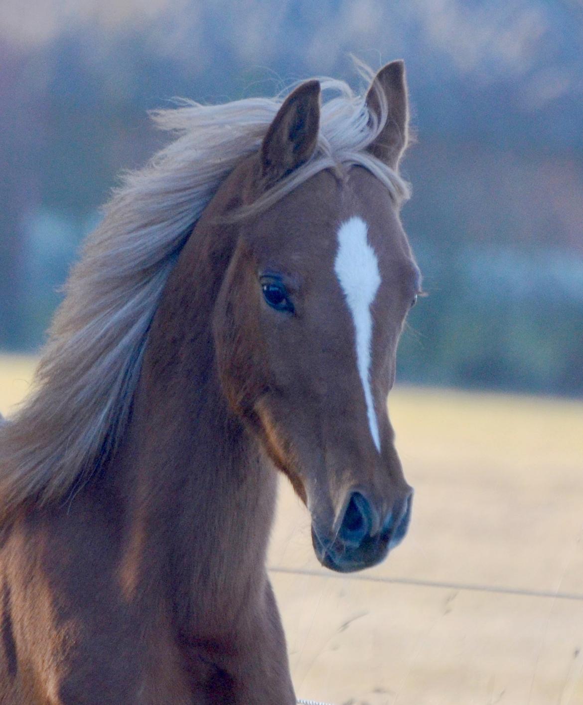 Arabisk fuldblod (OX) Fabio Fame billede 18