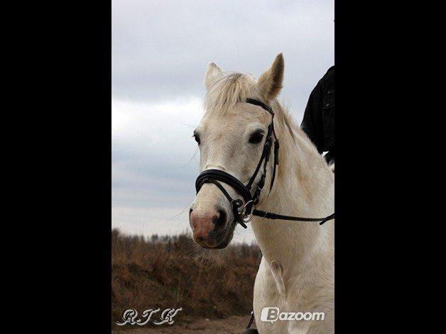 Pinto Marcia<3(Divaen<3) - Love<3 billede 4