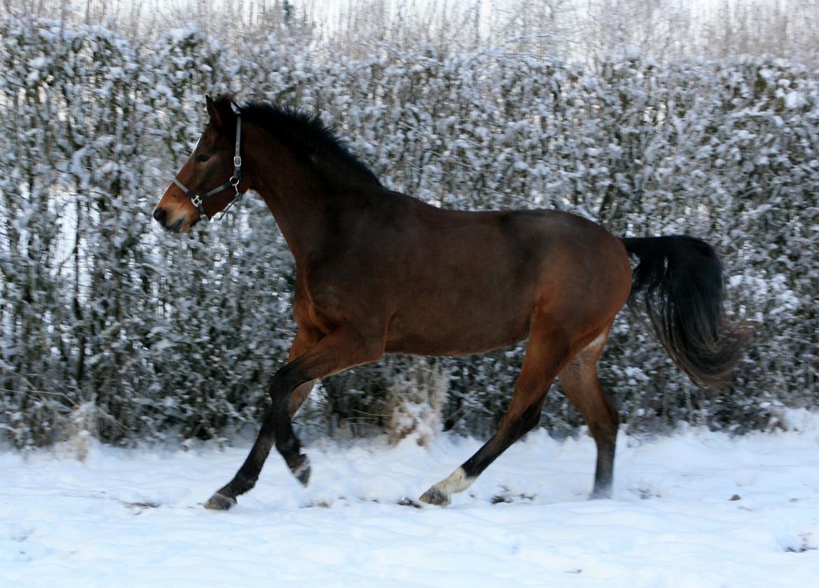 Dansk Varmblod Stenhedegårds Dorién - Januar 2013 billede 31
