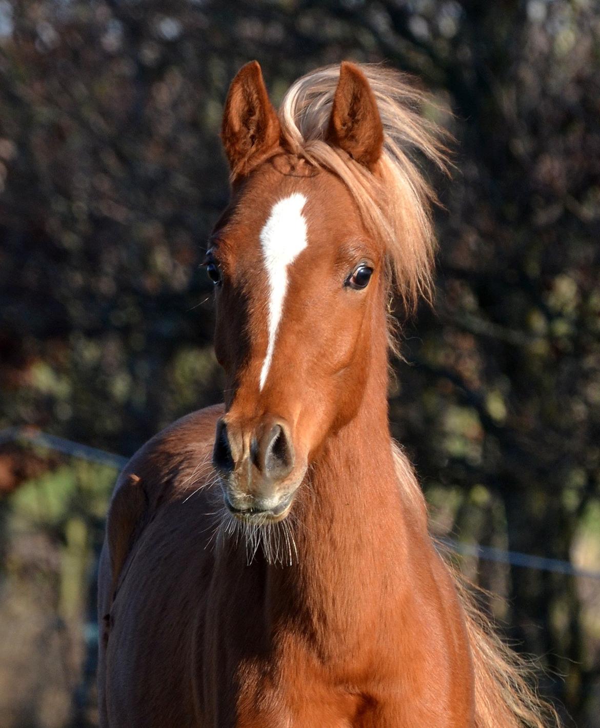 Arabisk fuldblod (OX) Fabio Fame billede 19