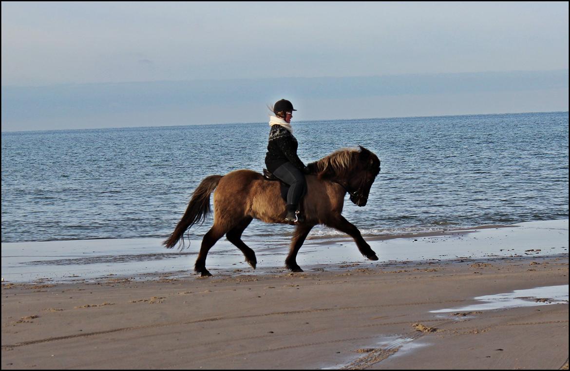 Islænder Hraunbúa fra Skarholt billede 10