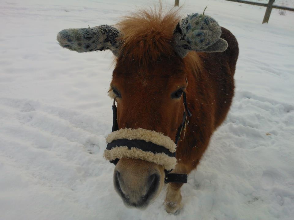 Shetlænder Funny Pony billede 2