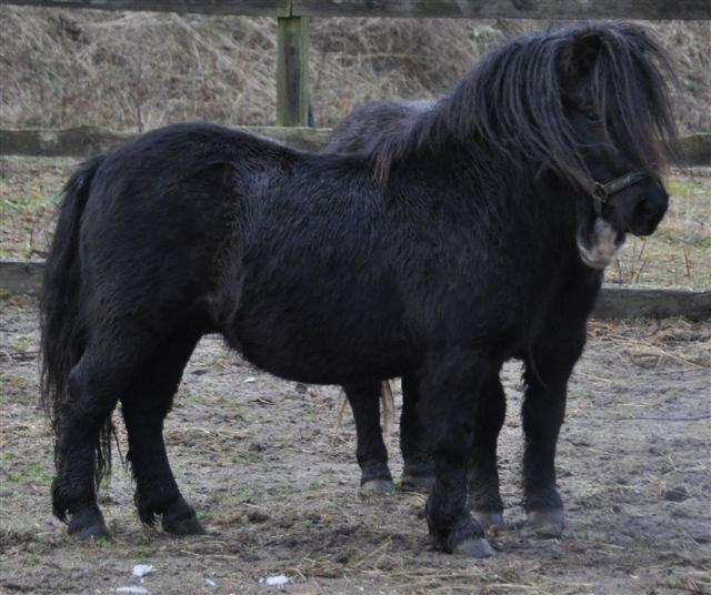 Shetlænder Waulkmill Woodpecker - Hos tidligere ejer. billede 2