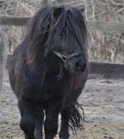 Shetlænder Waulkmill Woodpecker - Hos tidligere ejer. billede 3