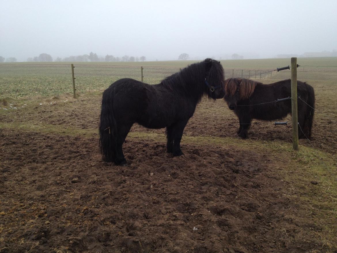 Shetlænder Waulkmill Woodpecker - Først dag på fold hos mig, hilser på Monique. billede 4