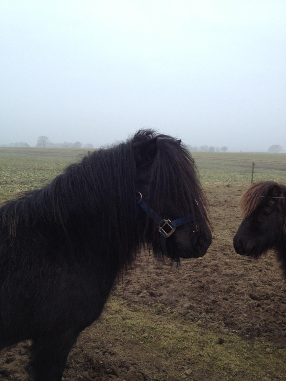 Shetlænder Waulkmill Woodpecker - Et smukt og udtryksfuldt ponyhoved. billede 5