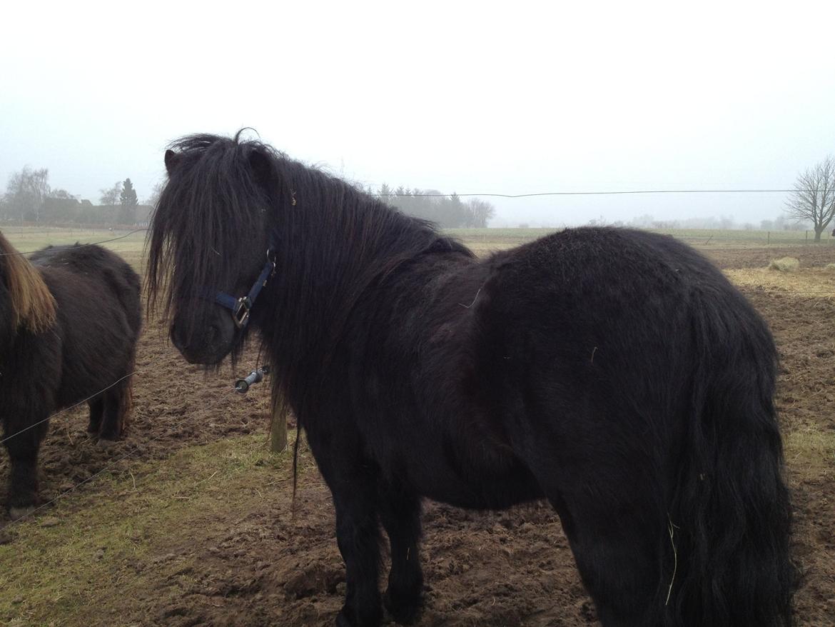 Shetlænder Waulkmill Woodpecker billede 6