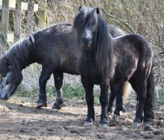 Shetlænder Waulkmill Woodpecker - 3 år gammel, hos tidligere ejer. billede 7
