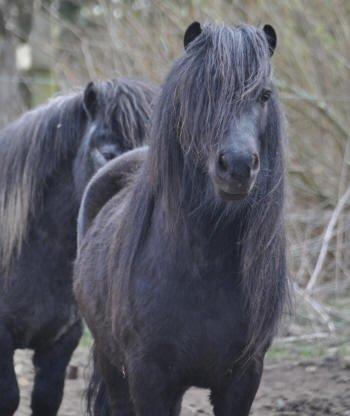 Shetlænder Waulkmill Woodpecker - 3 år gammel, hos tidligere ejer. billede 8