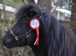 Shetlænder Waulkmill Woodpecker - 1 år, fløj på Dortheaslyst. billede 9