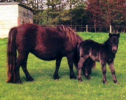 Shetlænder Waulkmill Woodpecker - Baby Woodpecker billede 12