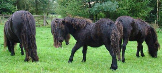 Shetlænder Waulkmill Woodpecker - Føl, hos opdrætter. billede 10