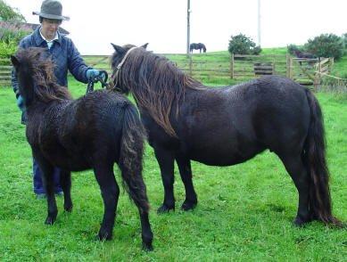 Shetlænder Waulkmill Woodpecker - Føl, hos opdrætter. billede 11