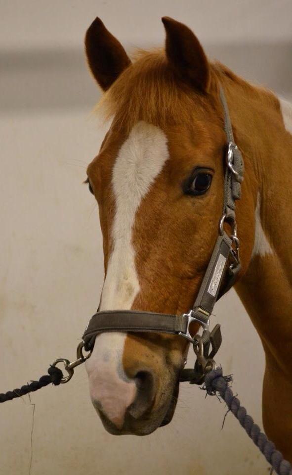 Anden særlig race Trebjerregårds Grand Manier - Grandeeeee billede 25