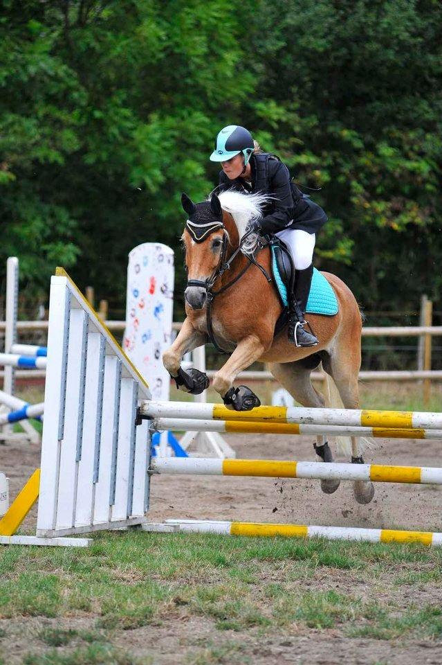 Haflinger Luca *tidligere hest* billede 1