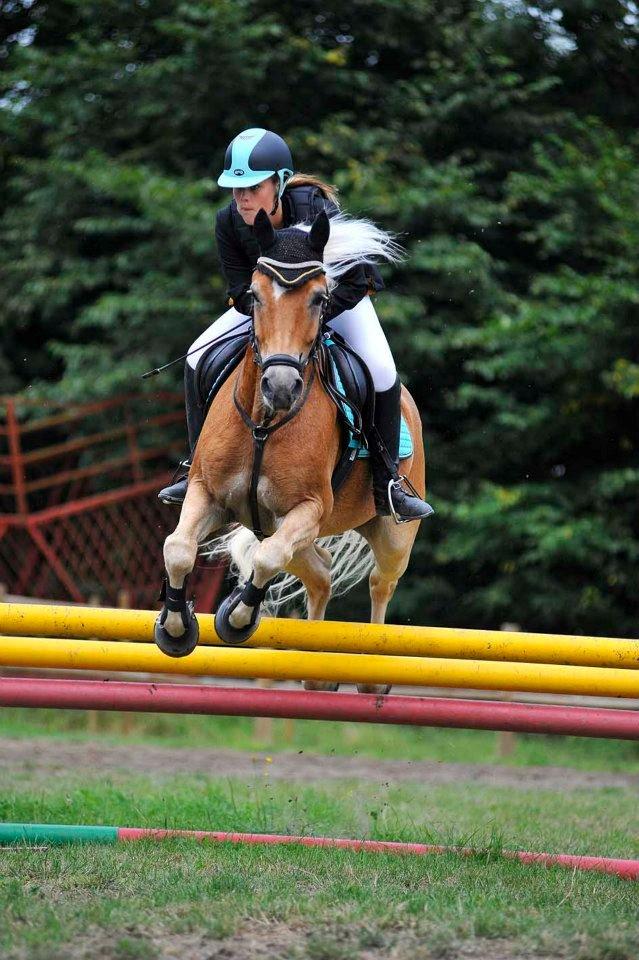 Haflinger Luca *tidligere hest* billede 2