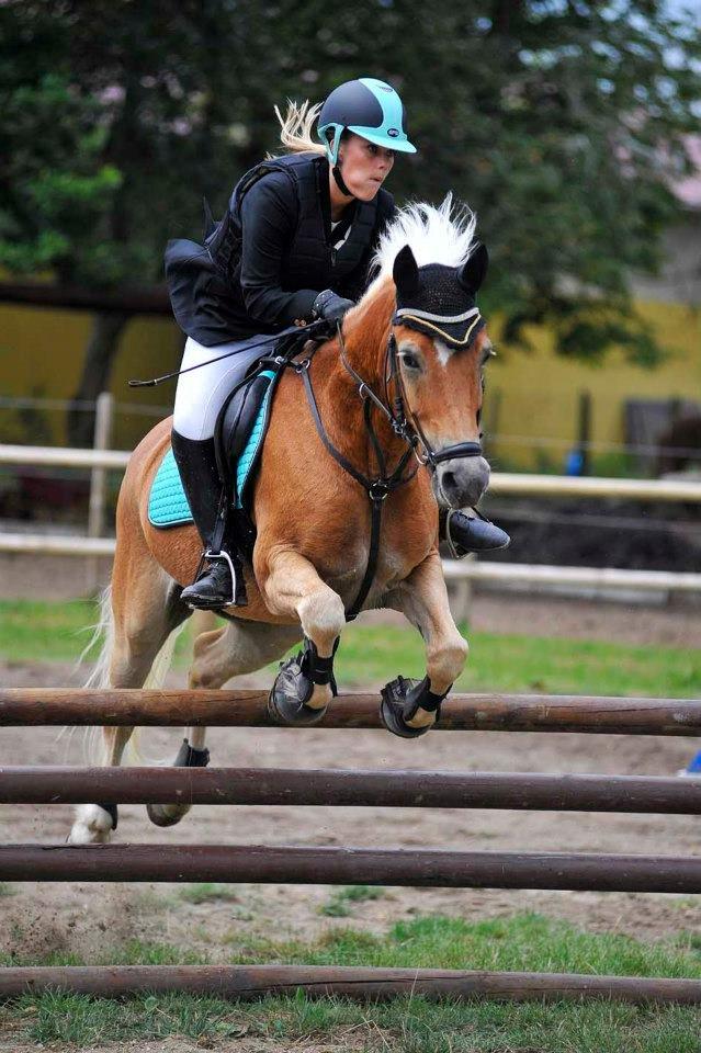 Haflinger Luca *tidligere hest* billede 3