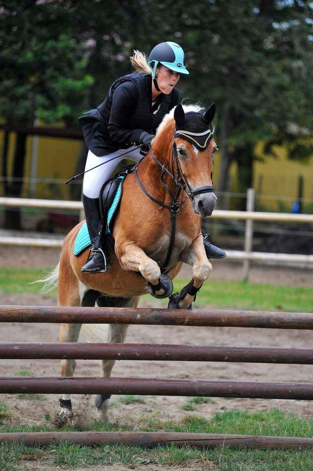 Haflinger Luca *tidligere hest* billede 4