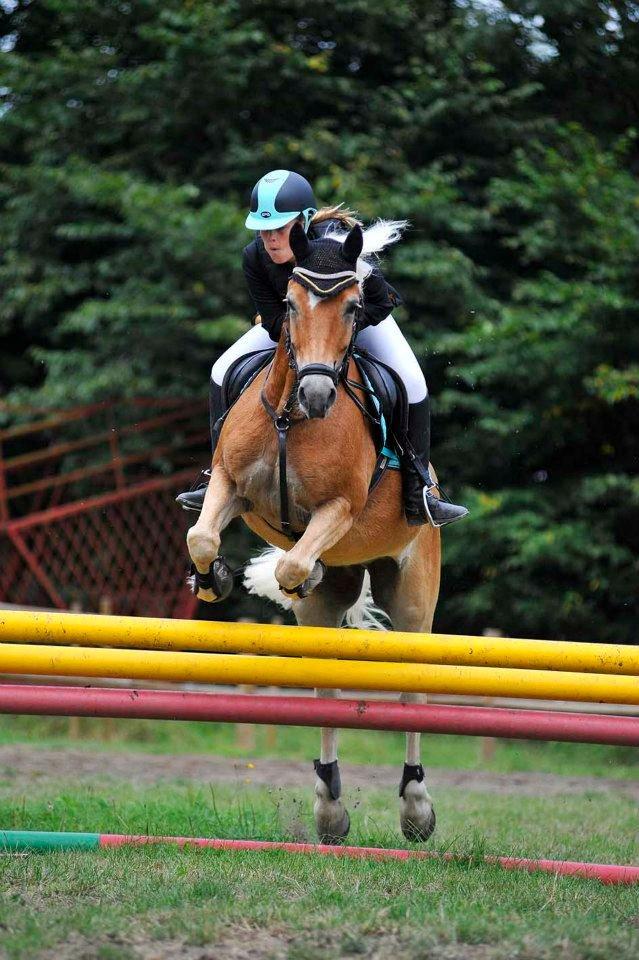 Haflinger Luca *tidligere hest* billede 5