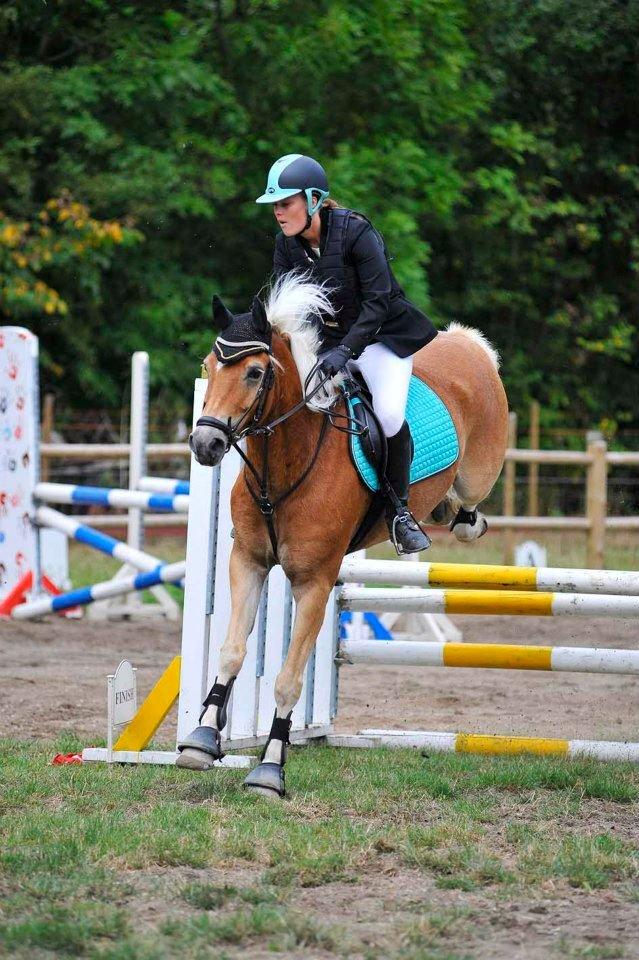 Haflinger Luca *tidligere hest* billede 6