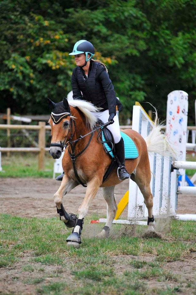 Haflinger Luca *tidligere hest* billede 7