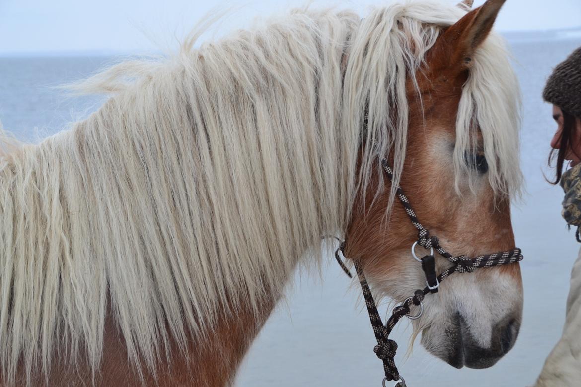Tyroler Haflinger Alwina Stenbek billede 15