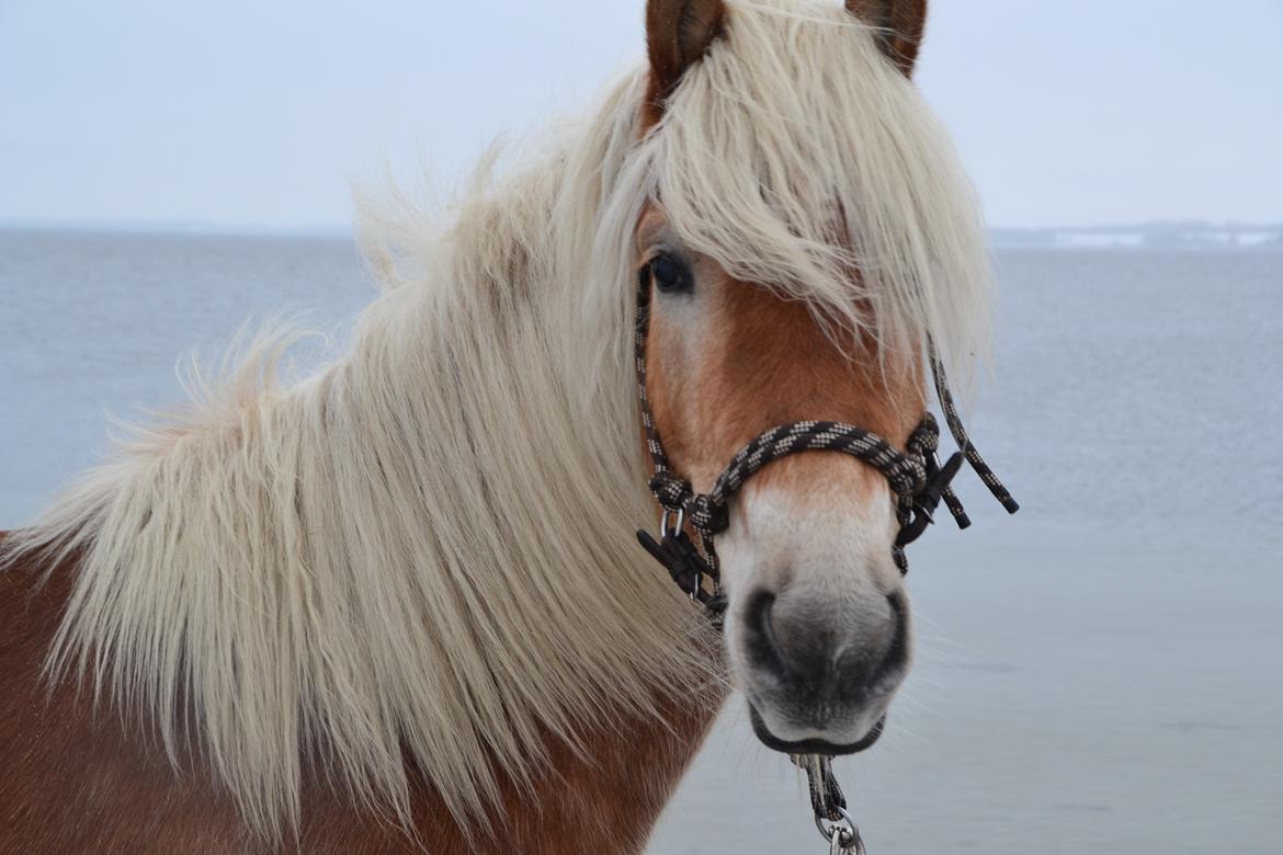 Tyroler Haflinger Alwina Stenbek billede 17