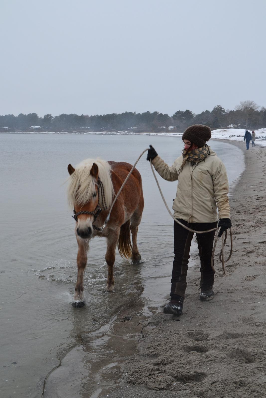 Tyroler Haflinger Alwina Stenbek - Første gang i vand... billede 18