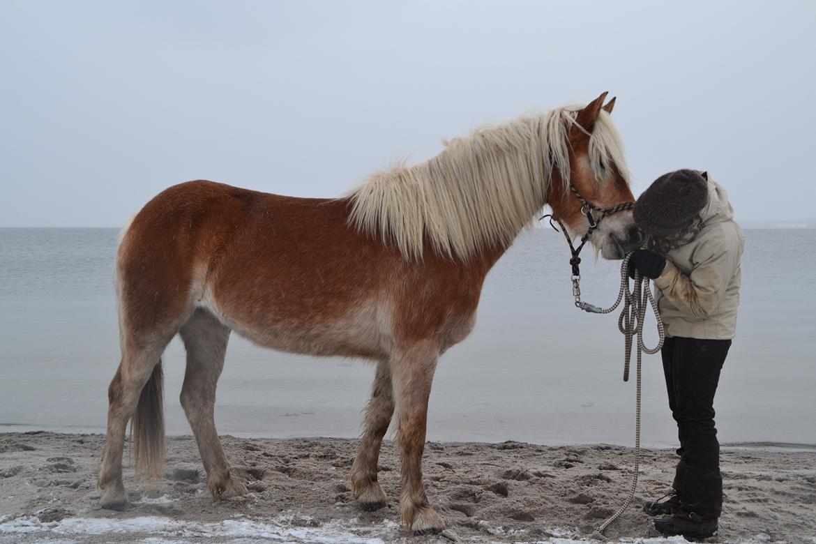 Tyroler Haflinger Alwina Stenbek billede 5