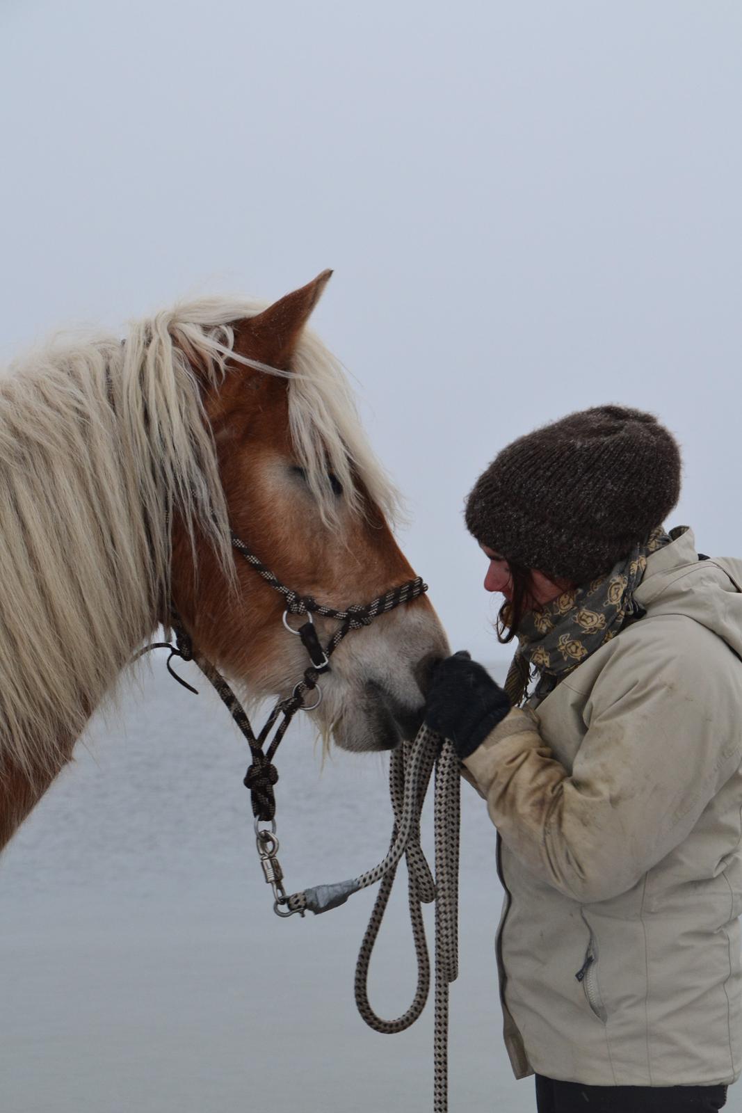 Tyroler Haflinger Alwina Stenbek billede 16