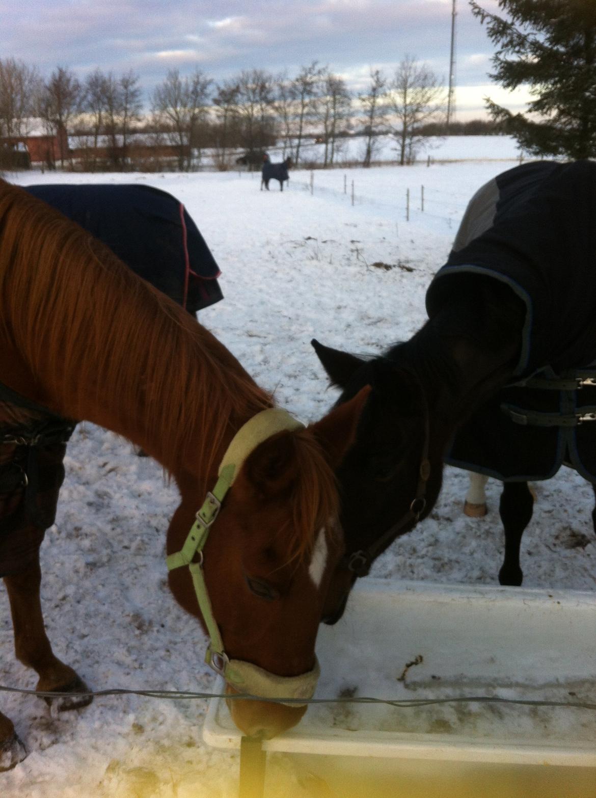 Anden særlig race Fox (Foxi) billede 12