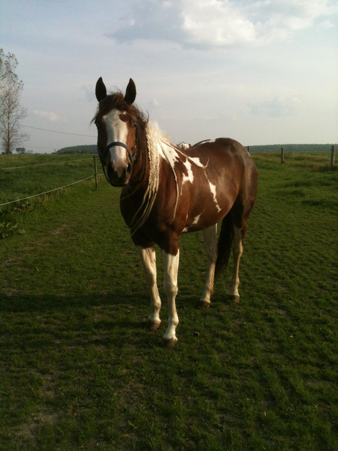 Paint Hawthorns Blueeyrd Amy billede 1