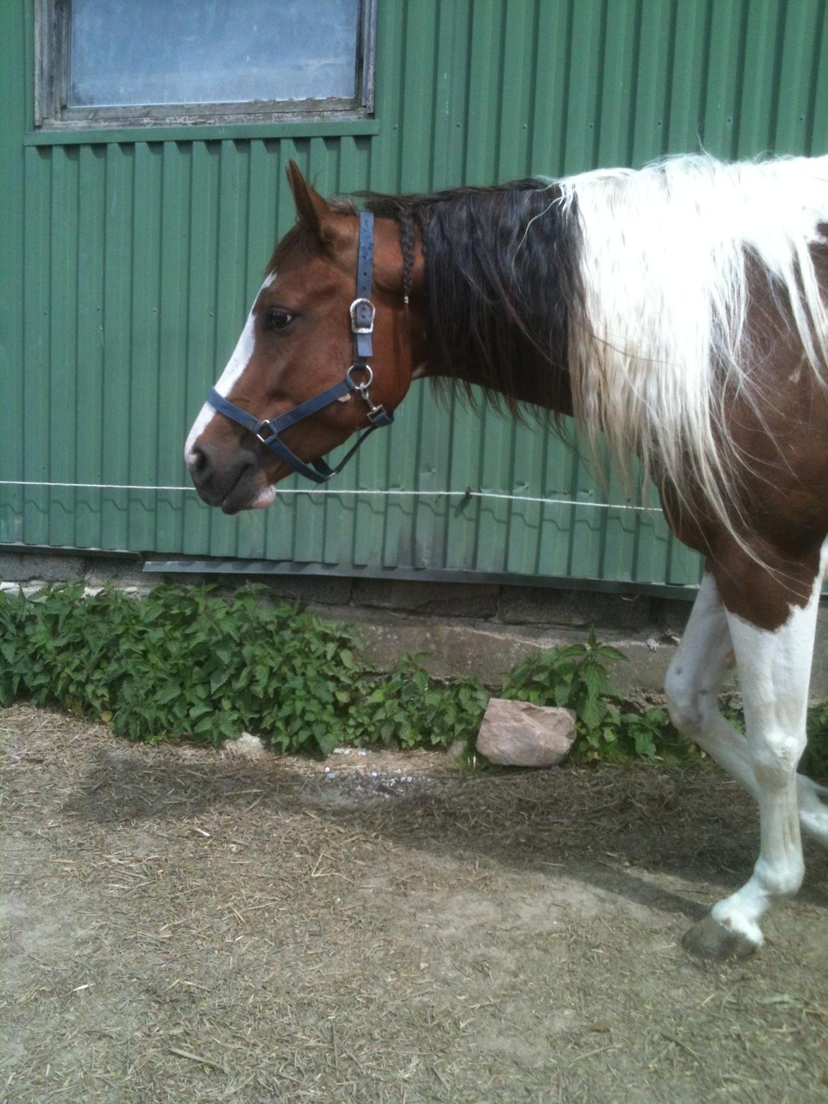 Paint Hawthorns Blueeyrd Amy billede 2