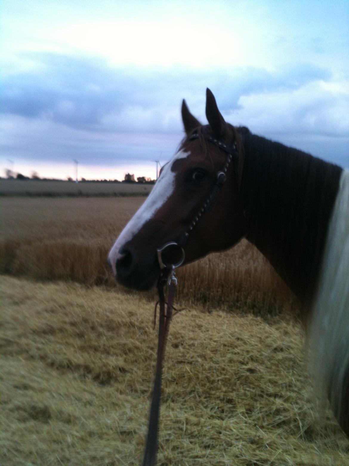 Paint Hawthorns Blueeyrd Amy billede 3