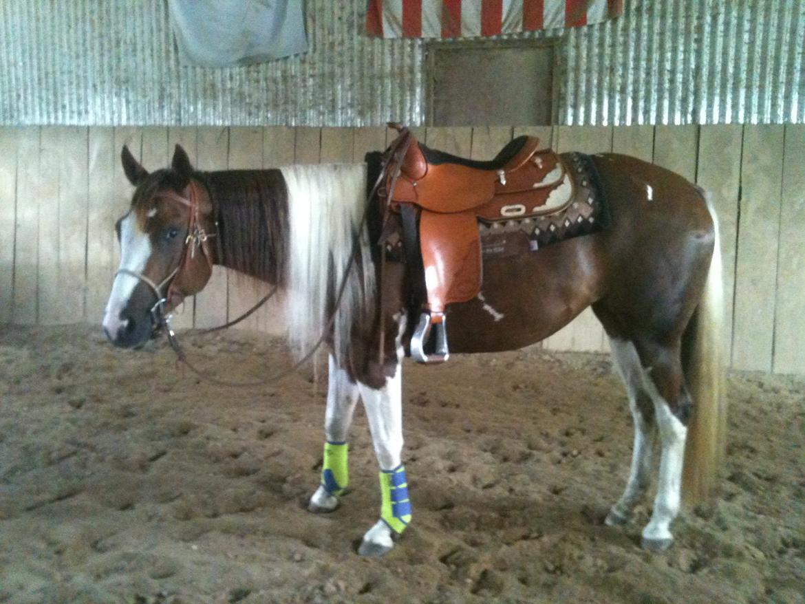 Paint Hawthorns Blueeyrd Amy billede 4