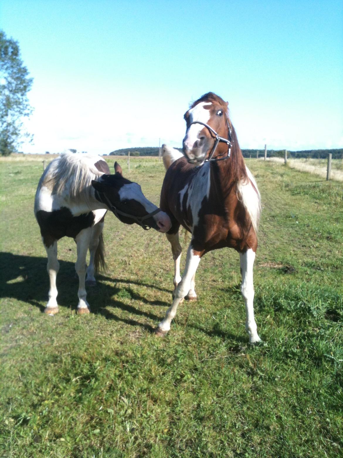 Paint Hawthorns Blueeyrd Amy billede 5