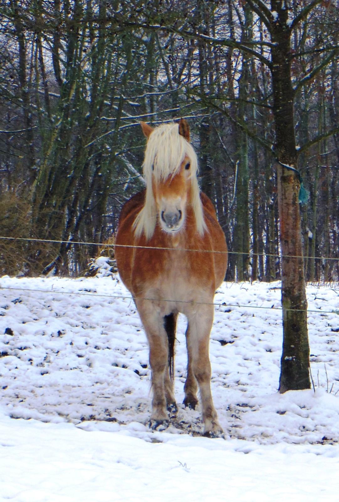 Tyroler Haflinger Alwina Stenbek billede 1