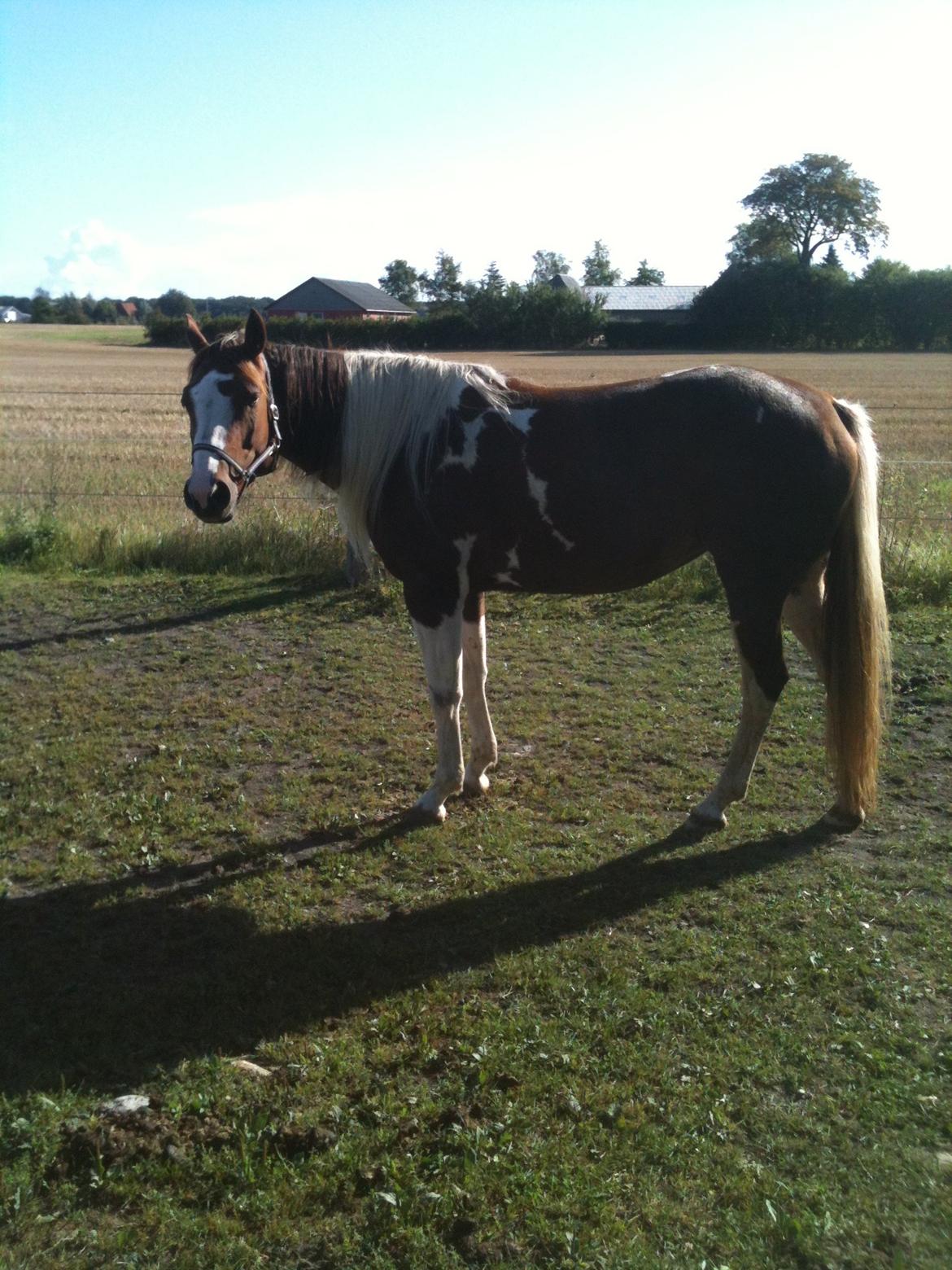 Paint Hawthorns Blueeyrd Amy billede 6