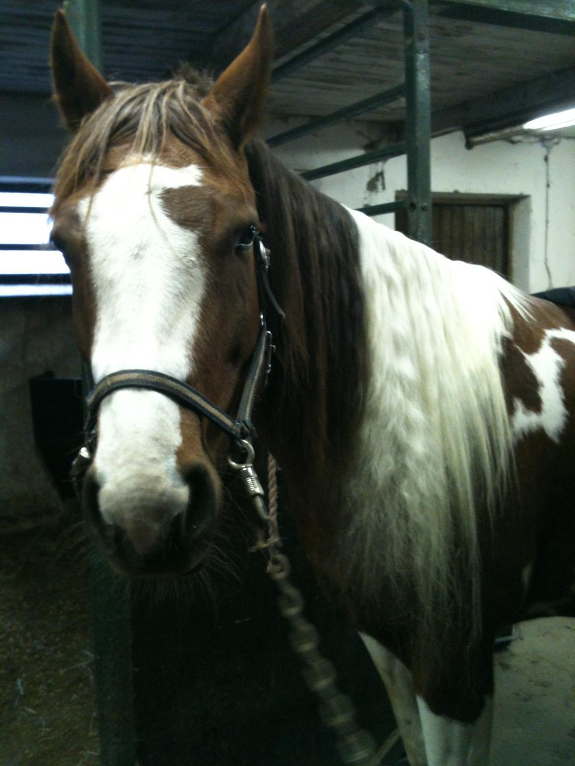 Paint Hawthorns Blueeyrd Amy billede 7