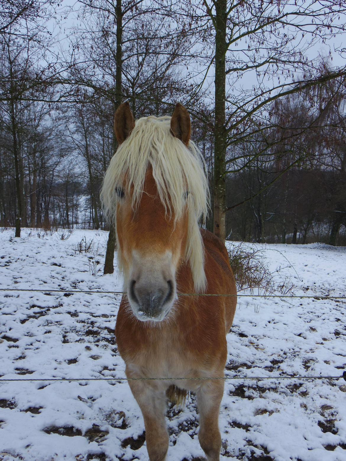 Tyroler Haflinger Alwina Stenbek billede 6